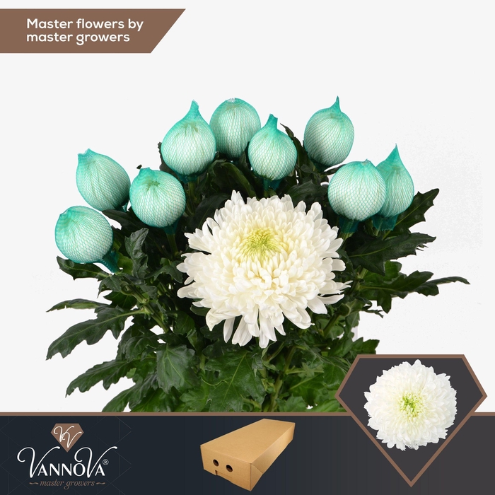 <h4>Chr G Magnum</h4>