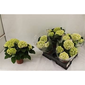 .Hydrangea macrophylla crystal palace
