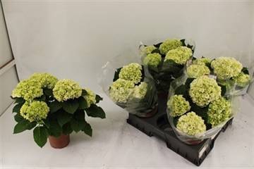 <h4>.Hydrangea macrophylla crystal palace</h4>