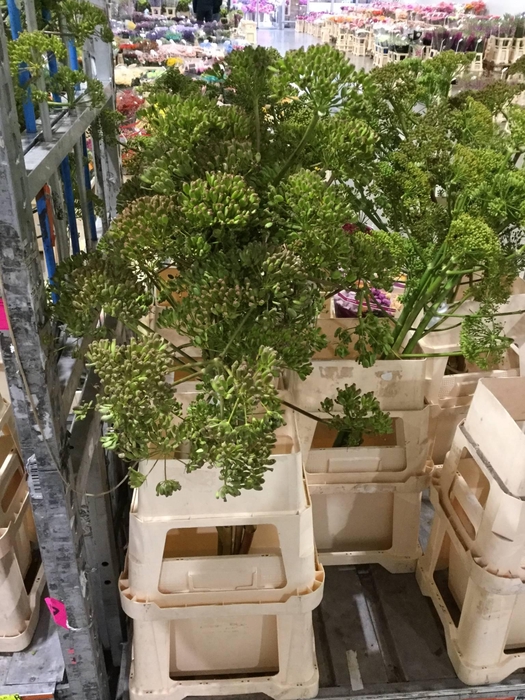 <h4>FOENICULUM VULGARE 120CM*</h4>