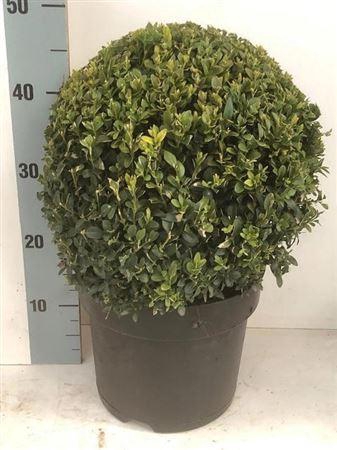 <h4>Buxu Sempervirens</h4>