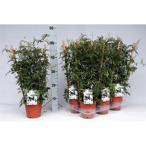 JASM POLYANTHUM WIT