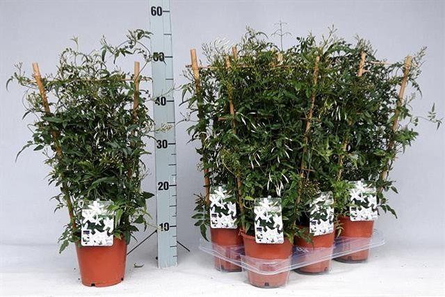 JASM POLYANTHUM WIT