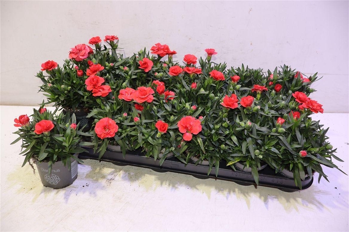 <h4>arr8 Dian Osc Red</h4>