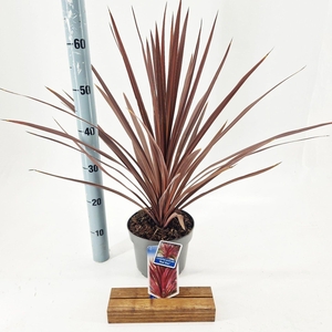 Cordyline