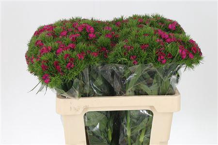 <h4>Di Barb Lord Bre</h4>