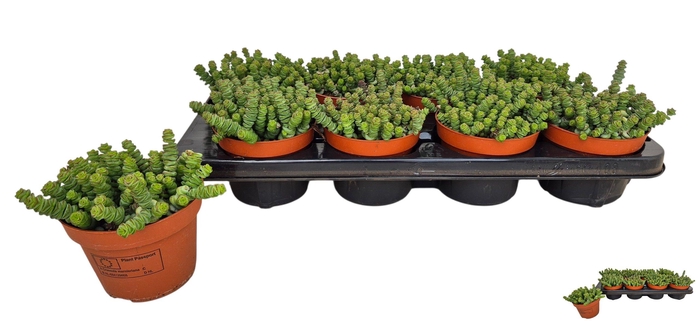 <h4>CRASS MARNIERIANA</h4>