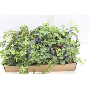 HEDERA VERDE C13