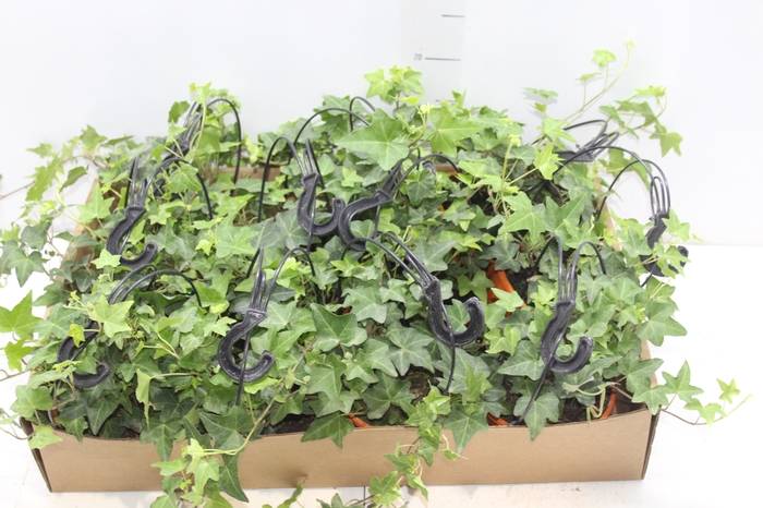 <h4>HEDERA VERDE C13</h4>