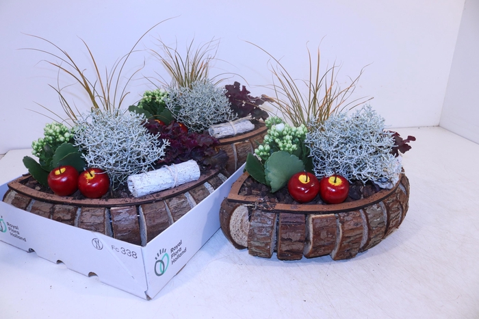 <h4>ARR TUINPLANTEN</h4>