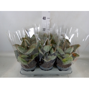 Kalanchoe NF beharensis