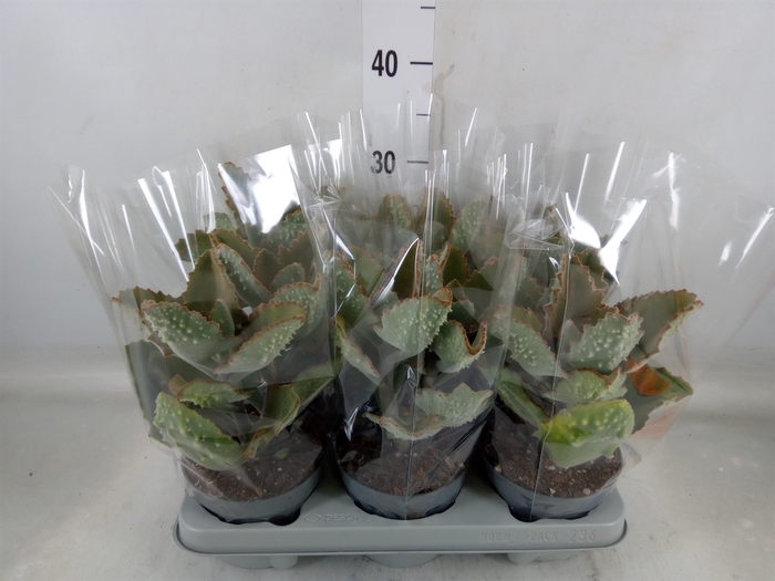 <h4>Kalanchoe NF beharensis</h4>
