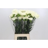 Dianthus St Rodas Creme