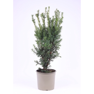 Taxus Media Hicksii