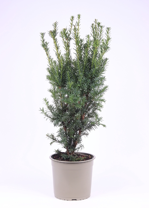 <h4>Taxus Media Hicksii</h4>