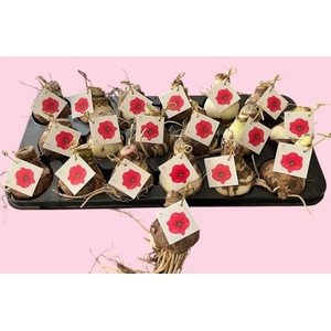 BLOEMBOL HIPPEASTRUM