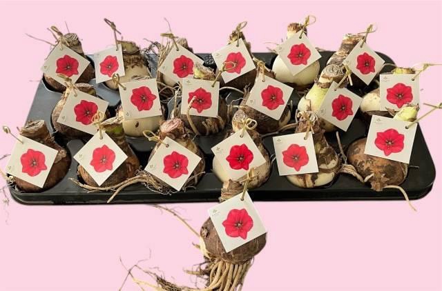 <h4>BLOEMBOL HIPPEASTRUM</h4>