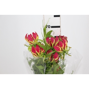 GLORIOSA 060 CM