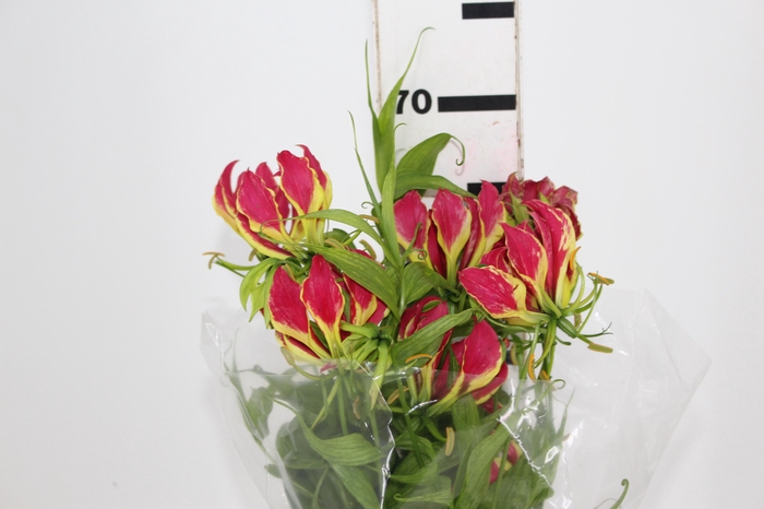 <h4>GLORIOSA 060 CM</h4>