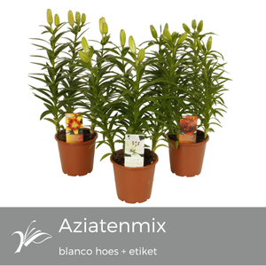 Lilium Tiny mix blanco hoes+etiket (az. lelie)