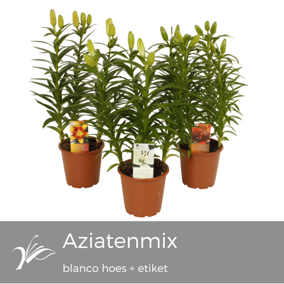 <h4>Lilium Tiny mix blanco hoes+etiket (az. lelie)</h4>