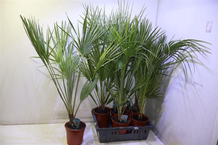 <h4>Cham Humilis</h4>