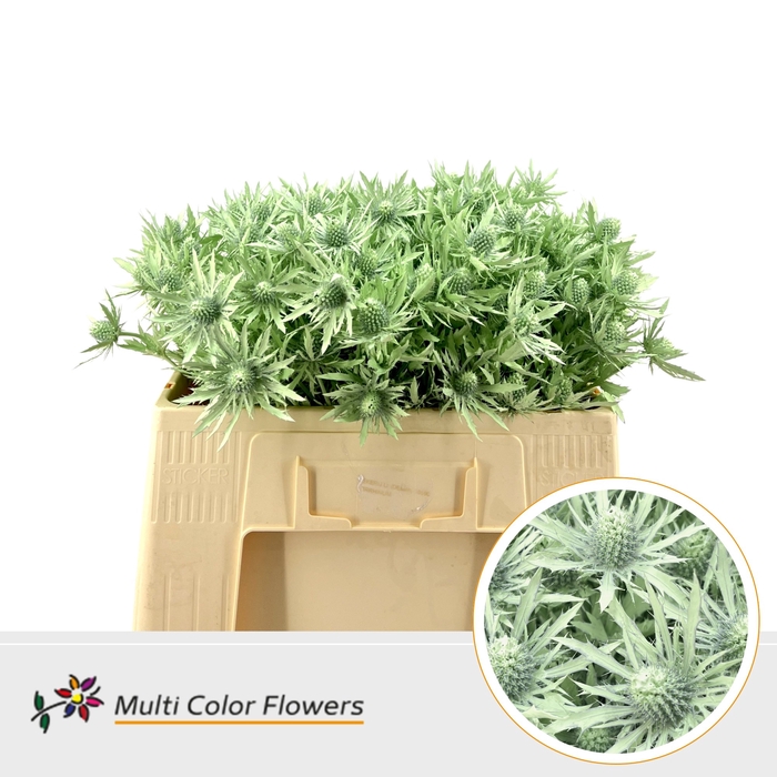 <h4>Eryngium Mint</h4>