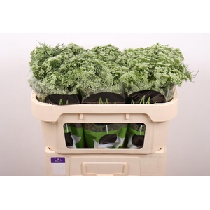 Ammi Visnaga Casablanca Marginpar
