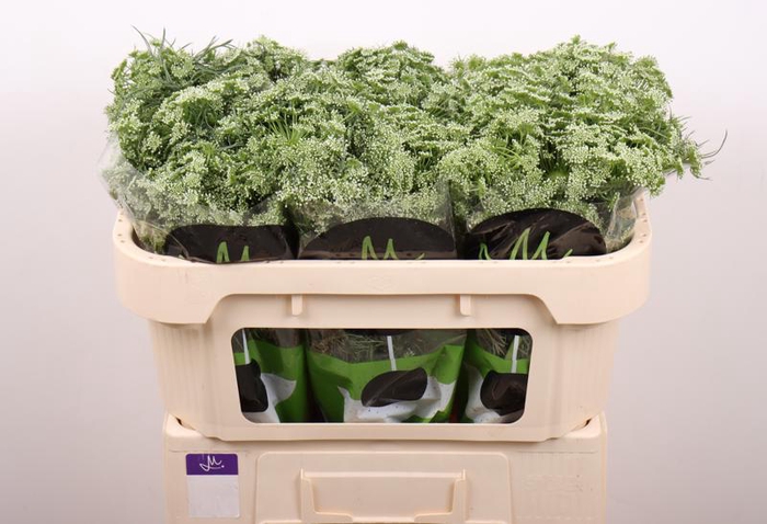 <h4>Ammi Visnaga Casablanca Marginpar</h4>
