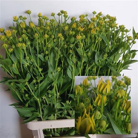 <h4>Rudbeckia Nitida</h4>