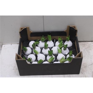 Hyacint Topline Sneeuw Wit