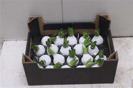 <h4>Hyacint Topline Sneeuw Wit</h4>