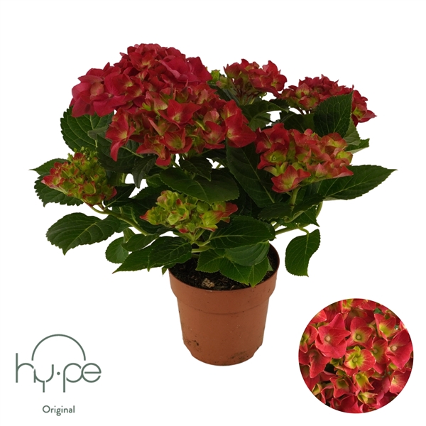 <h4>Hydrangea Mophead Red 7+ | Hy-pe Original</h4>