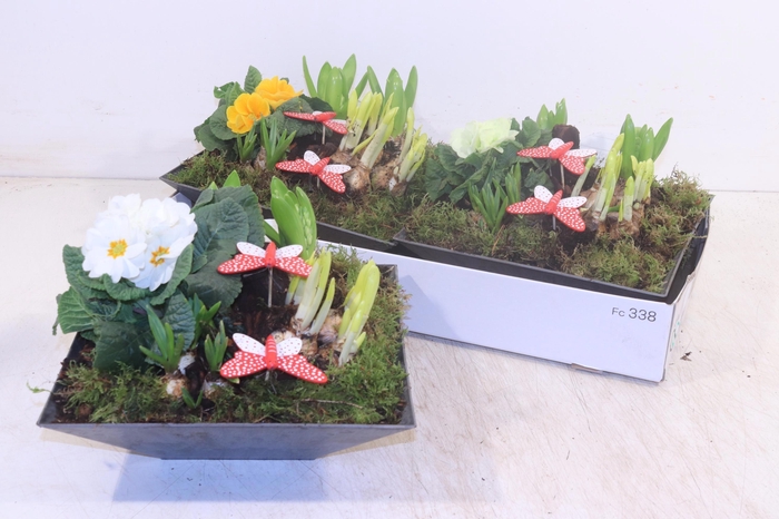 <h4>ARR TUINPLANTEN</h4>