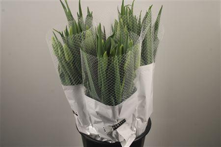 <h4>Tu Fr En Maureen</h4>