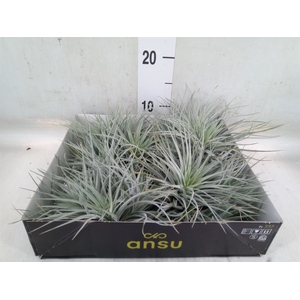 Tillandsia