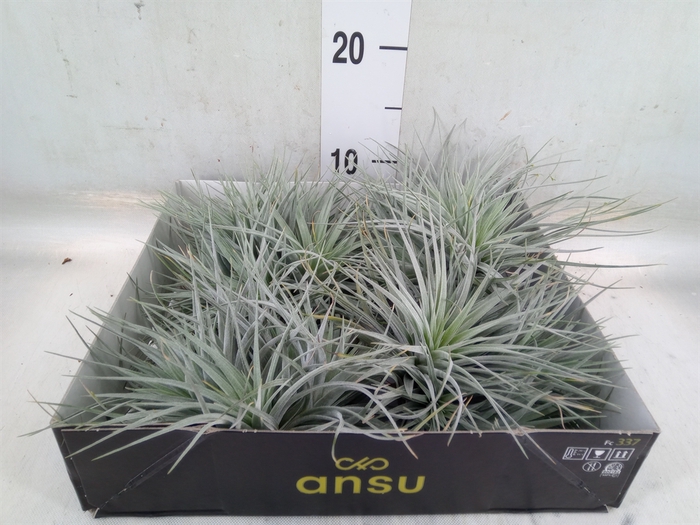 <h4>Tillandsia</h4>