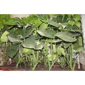 MONSTERA DELICIOSA P23