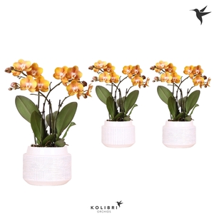 Kolibri Orchids Phalaenopsis Las Vegas in Maze pot white