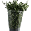 Ruscus Long 4 Stems P Bunch