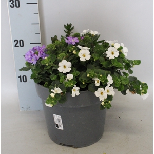Perkplanten 19 cm Mix 01 (Bacopa, Scaevola, Verbena)