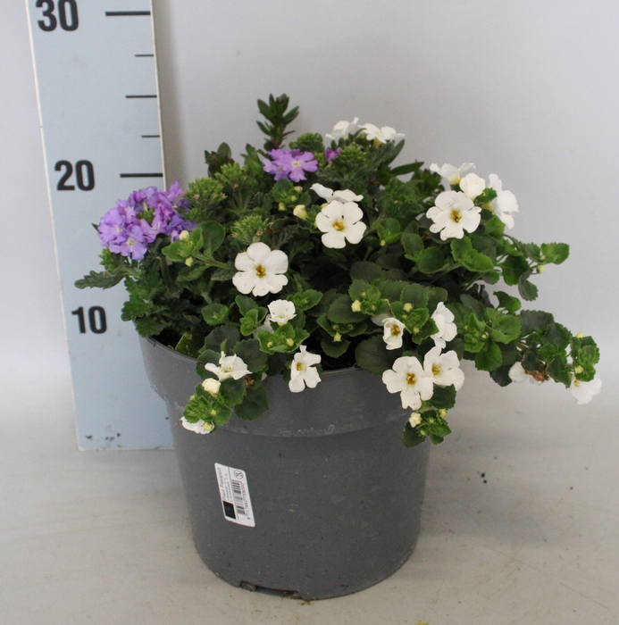 <h4>Perkplanten 19 cm Mix 01 (Bacopa, Scaevola, Verbena)</h4>