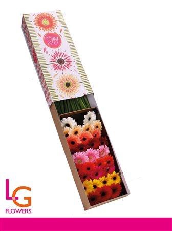 <h4>GE MI OP RIJ GEM</h4>