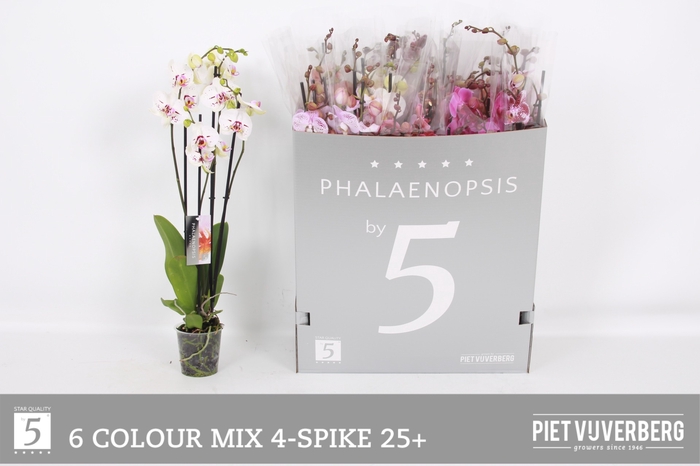 <h4>PHAL GEM 6 KL</h4>