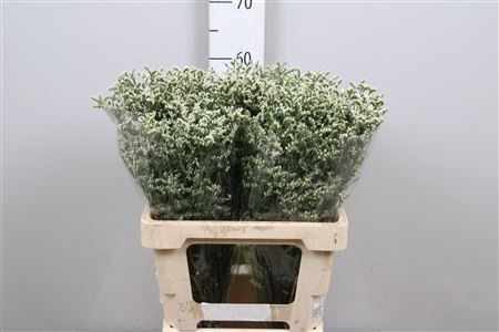 <h4>Lim Sin China White</h4>