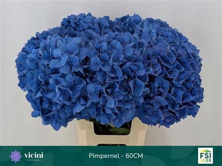 <h4>Hydr M Ch Pimpernel 60cm</h4>