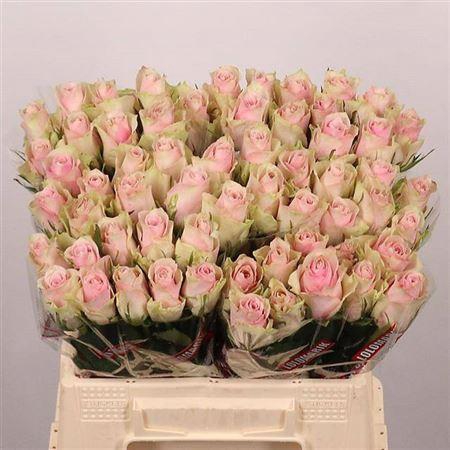 <h4>R Gr Pink Athena</h4>