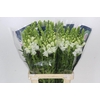 Antirrhinum Potomac White