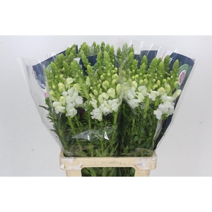 Antirrhinum Potomac White