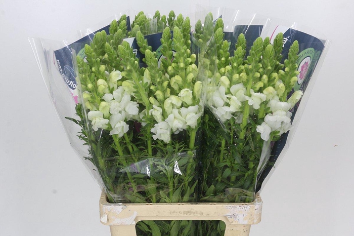 Antirrhinum Potomac White